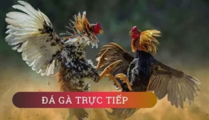 Bí Kíp Về Cách Chơi Đá Gà GA28 Tại Go88 Giúp Thắng Lớn