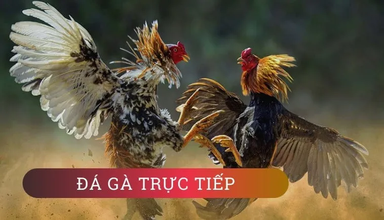 Bí Kíp Về Cách Chơi Đá Gà GA28 Tại Go88 Giúp Thắng Lớn